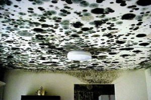 Mold Removal St Louis