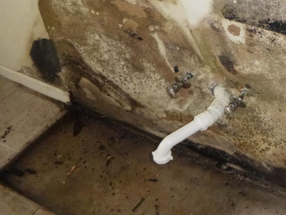 Reasons For Warning Mold Growth