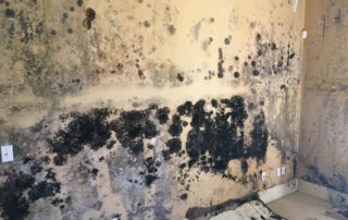 black mold removal