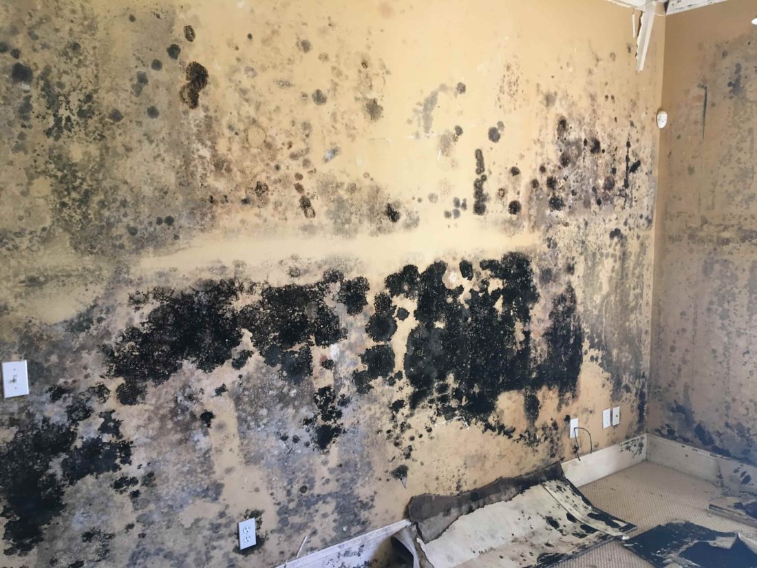 Worried About Mold In Your Home?
